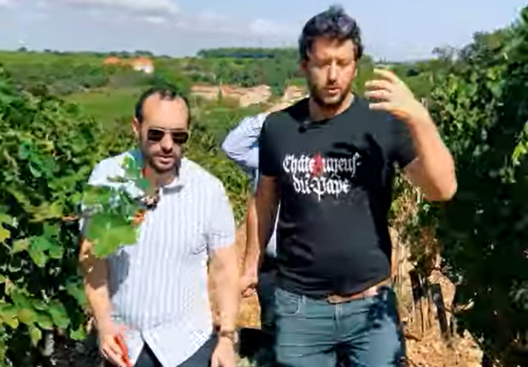 Harvesting in Châteauneuf-du-Pape