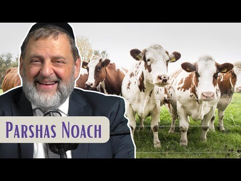 Noach – No People No Purpose | Rabbi Dovid Orlofsky