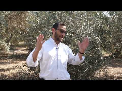 Rabbi Rosner Visits A Olive Farm In Israel