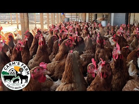 Tour With Owner Carmine at Carm’s Farm – Huge Petting Zoo, Veggie Picking, Corn Maze, Zip Line, & More