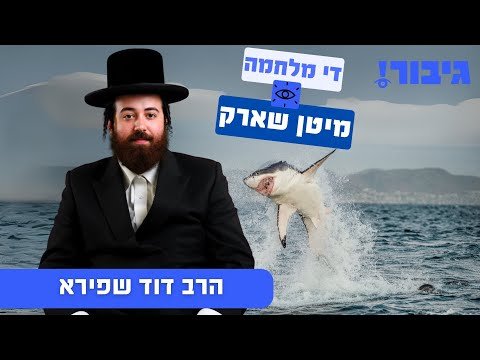די מלחמה מיטן שארק | הרב דוד שפירא